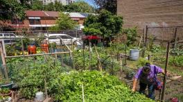 78,000 Kids Learn Urban Farming in Delhi