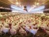 Poultry Industry Cuts Production After Feed Price Rise Industry