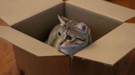 Japan Cat Business Shows Sustainability Through Strong Local Economy
