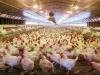 Vietnam poultry Industry looks to move beyond low cost production