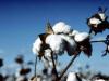 Syria works to rebuild its cotton industry as farmers face rising costs